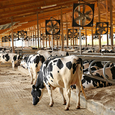 Animal Health And Barns Hygiene
